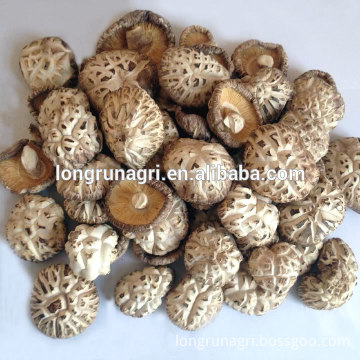 Nutritious Dried White Flower Shiitake Mushroom Supplier